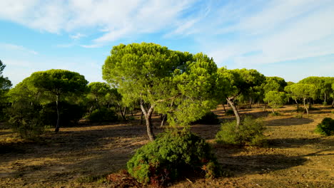 Stone-Pine-Forest-in-El-Rompido-dune,-drone-slowly-flying-towards-the-pine-tree-on-a-sunny-day