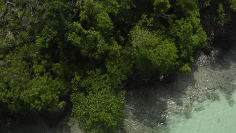 Mangrove-Forest-Treetops-On-Río-Caño-Frío-Revealed-Secluded-Beach-Of-Playa-Rincon-In-Dominican-Republic