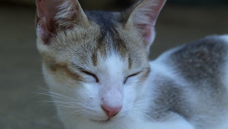 Female-Cat-Close-Up-Shoot.-Sleepy-Cat