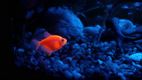 Fluorescent-Tetra-fish-glows-in-blue-wavelength-light