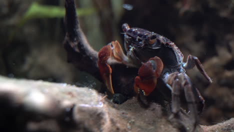 Red-Claw-Crab-Nimmt-Detritus-Von-Totem-Holz-Auf,-Um-Sich-Zu-Ernähren