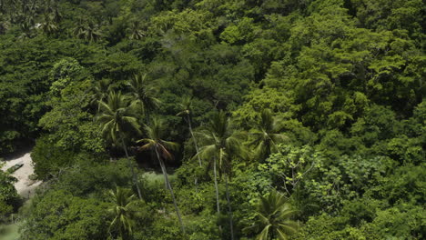 Dense-Tropical-Forest-At-Playa-Rincon-In-Samana-Peninsula,-Dominican-Republic