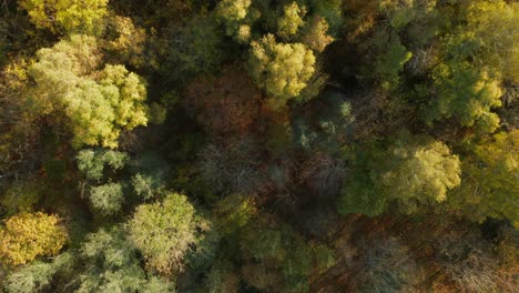 Antenne:-Top-Down-Aufnahme-Von-Herbstbäumen-Im-Wald-Mit-Sehr-Farbenfrohen-Braunroten-Und-Goldenen-Blättern