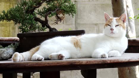 An-adorable-domestic-cat-stretched-out-on-a-garden-table,-close-up