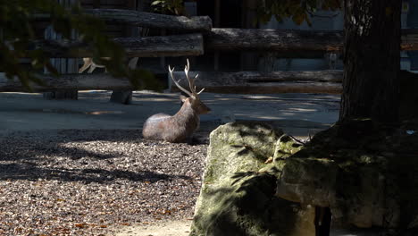 Deer-with-big-antlers-basking-in-sunlight---telephoto-view