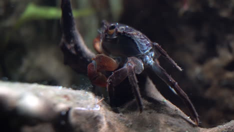 Side-view-of-Red-Claw-Crab-feeding-on-detritus