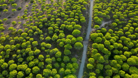 Erde-Landstraße-Durch-Immergrünen-Wald