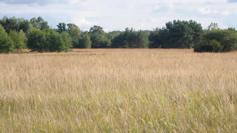 Field-during-summer-with-trees-in-background