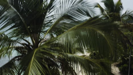Kranen-Sie-In-Der-Luft-Hinter-Tropischen-Palmen,-Um-Goldene-Sandstrände-Und-Kristallklares-Meer-In-Der-Karibik-Zu-Enthüllen
