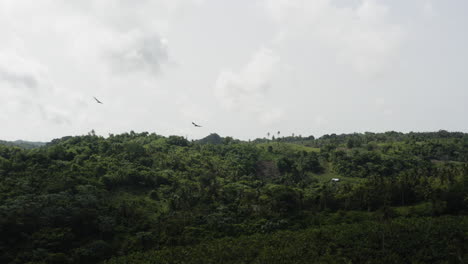 Birds-Flying-Over-Lush-Green-Forest-At-The-Coastline-Of-Dominican-Republic-On-A-Cloudy-Day