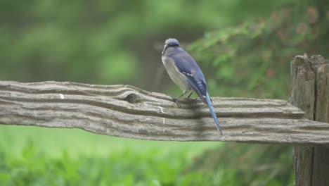 Portrait-Of-A-Isolated-Blue-Jay,-Beautiful-Songbird-Of-Canada-And-North-America