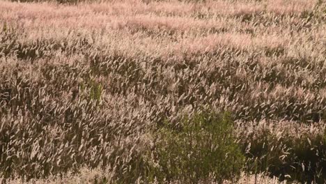 Wilde-Grasblumen,-Die-An-Einem-Sonnigen-Sommernachmittag-In-Puebla-Mexiko-Lateinamerika-Von-Der-Brise-Bewegt-Werden