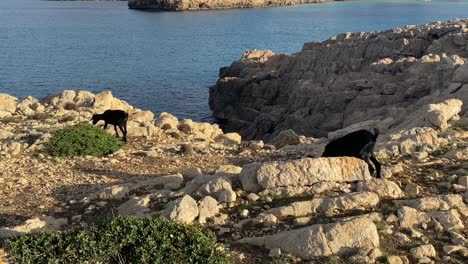 Dos-Cabras-Enanas-Negras-Salvajes-En-La-Isla-De-Menorca-Cerca-De-La-Costa-Por-La-Tarde