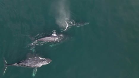 Humpback-whales-surfacing-and-breathing-air,-pod-of-whales-swimming-in-ocean