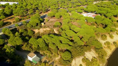 Sunlit-Foliage-Of-Stone-Pine-Trees-On-Riverbank-Near-El-Rompido-In-Spain