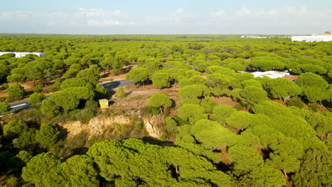 El-Rompido-Stone-Pine-Tree-Forest---aerial-view-with-horizon-daytime