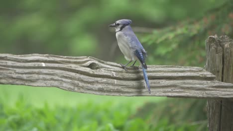 Pájaro-Azul-Jay-Inclinando-Su-Cabeza-En-Cámara-Lenta