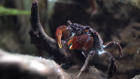 Red-Claw-Crab-Nimmt-Detritus-Von-Totem-Holz-Und-Reibt-Die-Beine-Aneinander