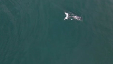 Young-humpback-whale-calf-practicing-diving-and-breathing-in-ocean,-aerial-view