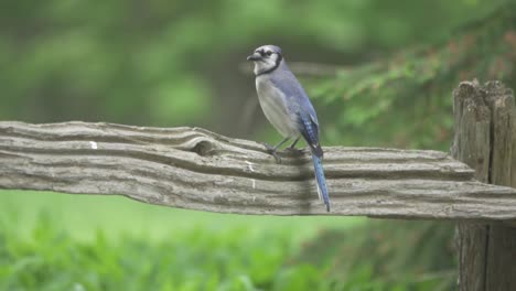 Beautiful-Canadian-Blue-Jay-Flying,-Birds-In-Flight