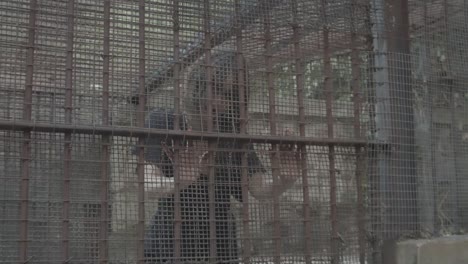 Young-woman-trapped-in-cage-looking-at-camera
