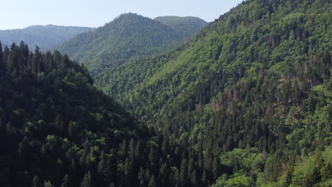 Luftaufnahme-Von-Dichten-Bäumen,-Wald-Und-Bergen-An-Einem-Klaren-Blauen-Tag