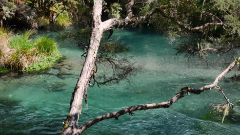 Beautiful-Tarawera-River-flowiing-between-plants-and-woodland-of-National-Park-in-NZ