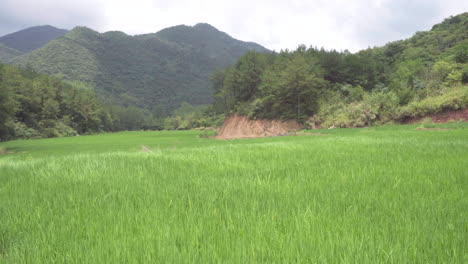 Ein-Windstoß-Wehte-über-Das-Reisfeld-Und-Bildete-Eine-Weizenwelle