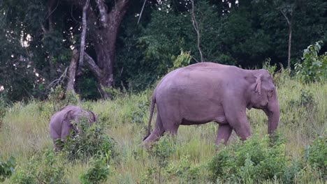 Ein-Erwachsener-Bewegt-Sich-Auf-Die-Rechte-Seite-Und-Ein-Junger-Scheint-Zu-Folgen,-Indischer-Elefant,-Elephas-Maximus-Indicus,-Thailand