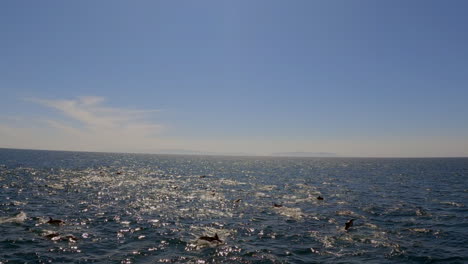 Eine-Große-Gruppe-Delfine,-Die-An-Einem-Tropischen-Sommertag-Im-Offenen-Meer-Schwimmen---Zeitlupe