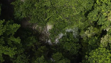 Denso-Dosel-Forestal-En-El-Río-Caño-Frío-Cerca-Del-Borde-De-Playa-Rincón-En-Samaná,-República-Dominicana