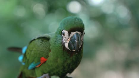 Baby-King-Green-Parrot-Portrait-on-a-Tropical-Park