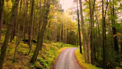 Drone-footage-of-a-beautiful-old-road-through-an-ancient,-magical-autumn-forest-with-beautiful-light-and-tall-trees-in-the-Appalachian-mountains