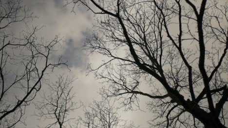 Espeluznantes-árboles-Oscuros-Marco-Giratorio-Ambiente-Oscuro-Horror-Nublado-De-Miedo
