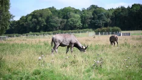 Wild-Elks-grazing-on-grass-field-during-sunny-day-in-wilderness---wide-shot