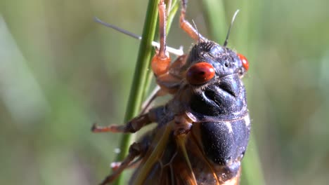 A-close-up-head-shot-of-a-seventeen-year-cicada-on-a-blade-of-grass