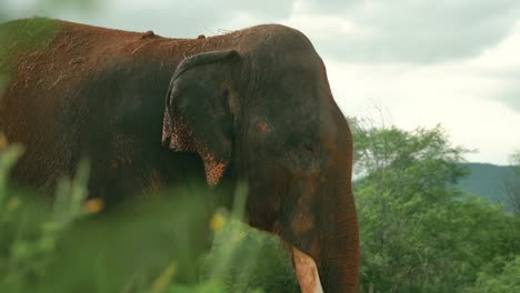 Hoch-Aufragender-Asiatischer-Elefant,-Der-Sich-Im-Reservat-In-Der-Sommersonne-Aalt