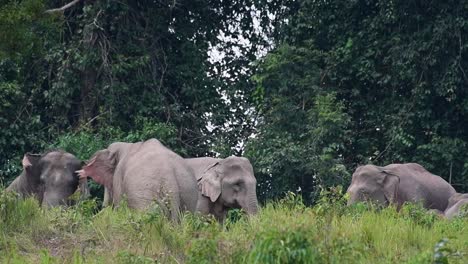 Facing-each-other-proving-who-is-the-Alpha-male-while-other-flapping-ears,Indian-Elephant,-Elephas-maximus-indicus,-Thailand