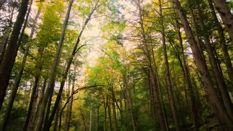Beautiful-smooth-autumnal-forest-video-in-the-Appalachian-mountains-with-tall-trees-and-golden-light-on-a-beautiful-day