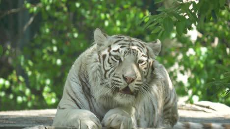 Nahaufnahme-Eines-Weißen-Bengalischen-Tigers,-Der-Sich-Leckt-Und-Wäscht