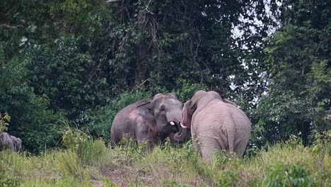 Seen-facing-each-other-testing-their-limits,-raising-trunks-and-tusks-to-clash-head-on,-Indian-Elephant,-Elephas-maximus-indicus,-Thailand