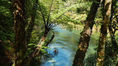 Tilt-down-of-fern-plants-and-tranquil-Tarawera-River-during-sunny-day-in-New-Zealand