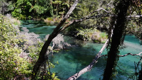 Tropischer-Und-Exotischer-Tarawera-fluss-Im-Idyllischen-Waldpark-In-Neuseeland-Während-Des-Sommertages