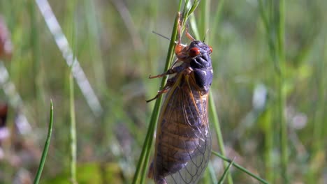 A-17-year-cicada-hanging-onto-a-grass-stem-as-its-wings-dry-in-the-sun