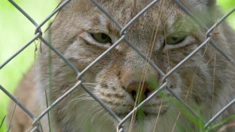 Eurasian-Lynx-in-captivity---Extreme-close-up