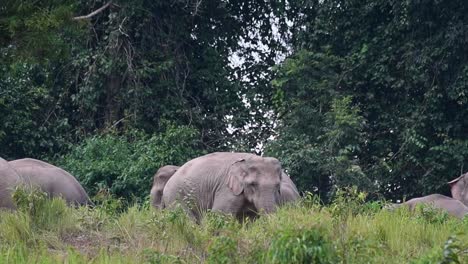 An-individual-going-to-the-left-then-the-other-follows-revealing-a-mother-and-a-child-in-the-middle-of-the-grass,-Indian-Elephant,-Elephas-maximus-indicus,-Thailand