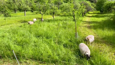 Cute-sheep-eating-grass-on-colorful-green-grass-field-in-Germany