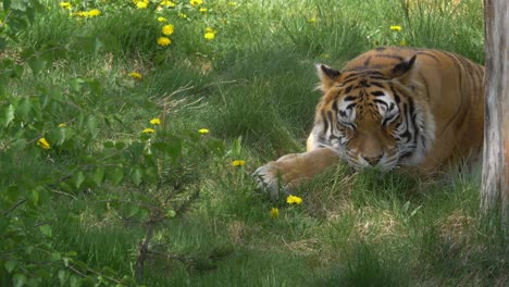 Orangefarbener-Weiblicher-Tiger,-Der-Im-Indischen-Dschungel-Schläft