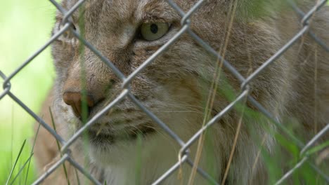 Side-view-of-lynx-in-captivity---Extreme-close-up-inside-zoo