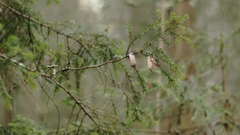 Rama-De-Un-árbol-Siempreverde-De-Cerca-En-El-Bosque---Jyvaskyla-Finlandia
